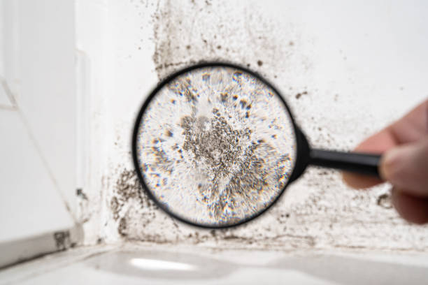 Mold Documentation for Insurance Claims